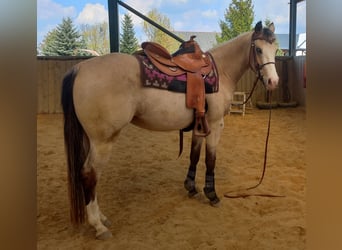 American Quarter Horse, Merrie, 6 Jaar, 150 cm, Buckskin