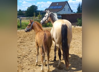 American Quarter Horse, Merrie, 6 Jaar, 150 cm, Buckskin