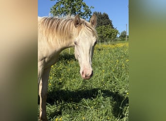 American Quarter Horse, Merrie, 6 Jaar, 150 cm, Champagne