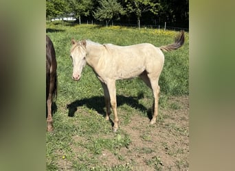 American Quarter Horse, Merrie, 6 Jaar, 150 cm, Champagne