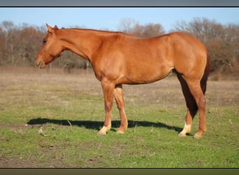 American Quarter Horse, Merrie, 6 Jaar, 150 cm, Falbe