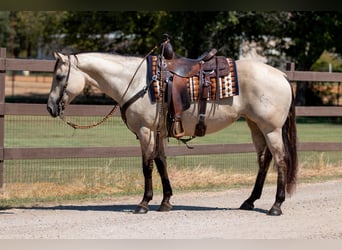 American Quarter Horse, Stute, 6 Jahre, 150 cm, Falbe