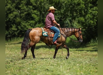 American Quarter Horse, Merrie, 6 Jaar, 150 cm, Falbe