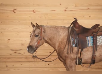 American Quarter Horse, Merrie, 6 Jaar, 150 cm, Palomino