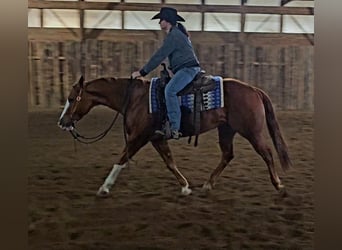 American Quarter Horse, Merrie, 6 Jaar, 150 cm