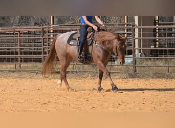 American Quarter Horse, Merrie, 6 Jaar, 150 cm, Roan-Red