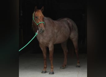American Quarter Horse, Merrie, 6 Jaar, 150 cm, Roan-Red
