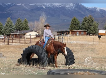 American Quarter Horse, Merrie, 6 Jaar, 150 cm, Roodvos