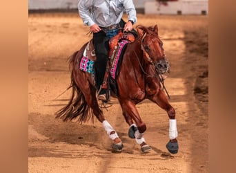 American Quarter Horse, Merrie, 6 Jaar, 150 cm, Vos