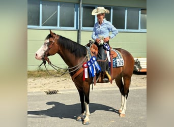 American Quarter Horse, Merrie, 6 Jaar, 152 cm, Bruin