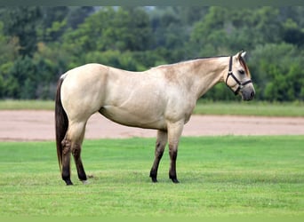 American Quarter Horse, Merrie, 6 Jaar, 152 cm, Buckskin