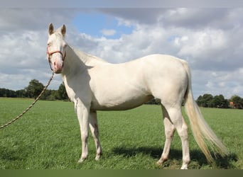 American Quarter Horse, Merrie, 6 Jaar, 152 cm, Cremello