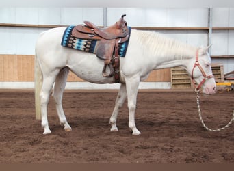 American Quarter Horse, Merrie, 6 Jaar, 152 cm, Cremello