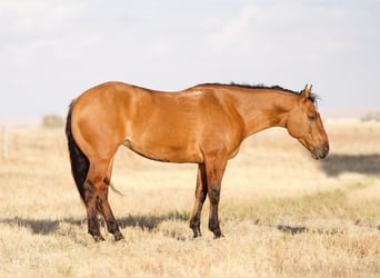 American Quarter Horse, Merrie, 6 Jaar, 152 cm, Falbe