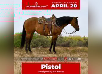 American Quarter Horse, Merrie, 6 Jaar, 152 cm, Falbe