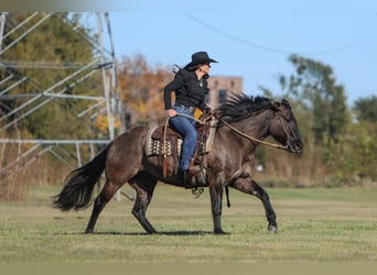 American Quarter Horse, Merrie, 6 Jaar, 152 cm, Grullo