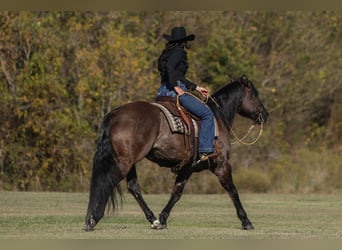 American Quarter Horse, Merrie, 6 Jaar, 152 cm, Grullo