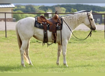 American Quarter Horse, Merrie, 6 Jaar, 152 cm, Palomino