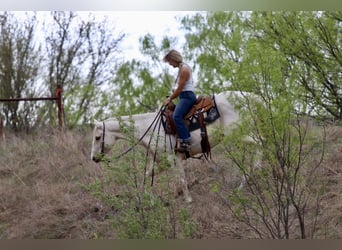 American Quarter Horse, Merrie, 6 Jaar, 152 cm, Palomino