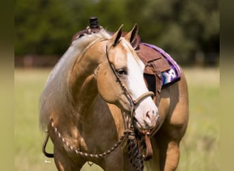 American Quarter Horse, Merrie, 6 Jaar, 152 cm, Palomino