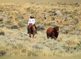 American Quarter Horse, Merrie, 6 Jaar, 152 cm, Red Dun