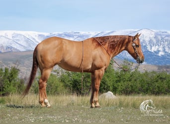 American Quarter Horse, Merrie, 6 Jaar, 152 cm, Red Dun