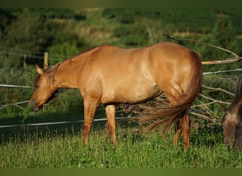 American Quarter Horse, Merrie, 6 Jaar, 152 cm, Red Dun