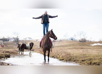 American Quarter Horse, Merrie, 6 Jaar, 152 cm, Roan-Bay