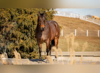 American Quarter Horse, Merrie, 6 Jaar, 152 cm, Roan-Bay