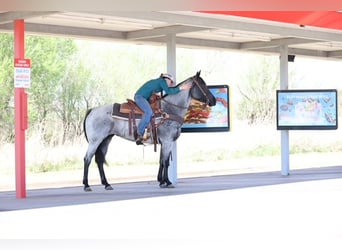 American Quarter Horse, Merrie, 6 Jaar, 152 cm, Roan-Blue