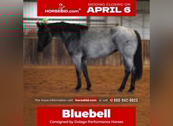 American Quarter Horse, Merrie, 6 Jaar, 152 cm, Roan-Blue