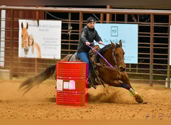 American Quarter Horse, Merrie, 6 Jaar, 152 cm, Roodbruin