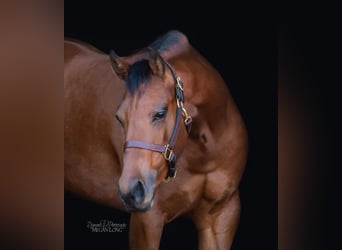American Quarter Horse, Merrie, 6 Jaar, 152 cm, Roodbruin