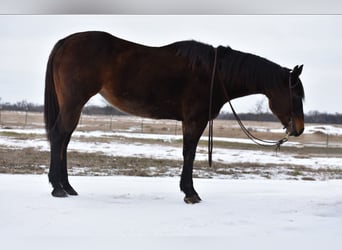 American Quarter Horse, Merrie, 6 Jaar, 152 cm, Roodbruin