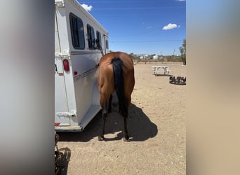 American Quarter Horse, Merrie, 6 Jaar, 152 cm, Roodbruin