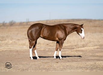 American Quarter Horse, Merrie, 6 Jaar, 152 cm, Roodvos