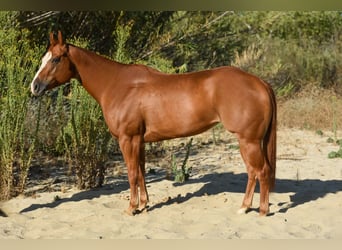 American Quarter Horse, Merrie, 6 Jaar, 152 cm, Roodvos