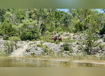 American Quarter Horse, Merrie, 6 Jaar, 152 cm, Roodvos