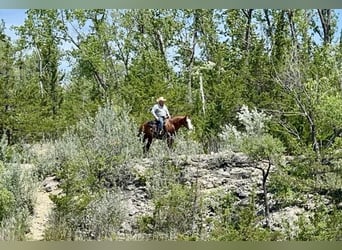 American Quarter Horse, Merrie, 6 Jaar, 152 cm, Roodvos
