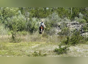 American Quarter Horse, Merrie, 6 Jaar, 152 cm, Roodvos
