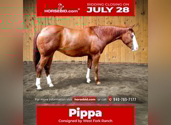 American Quarter Horse, Merrie, 6 Jaar, 152 cm, Roodvos