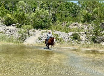 American Quarter Horse, Merrie, 6 Jaar, 152 cm, Roodvos
