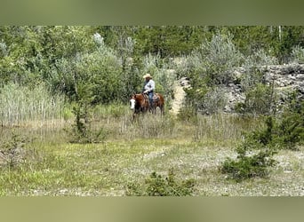 American Quarter Horse, Merrie, 6 Jaar, 152 cm, Roodvos