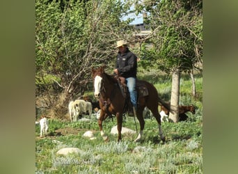 American Quarter Horse, Merrie, 6 Jaar, 152 cm, Roodvos