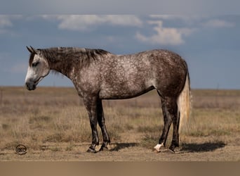 American Quarter Horse, Merrie, 6 Jaar, 152 cm, Schimmel