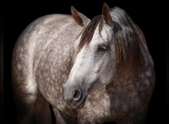 American Quarter Horse, Merrie, 6 Jaar, 152 cm, Schimmel