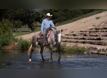 American Quarter Horse, Merrie, 6 Jaar, 152 cm, Schimmel