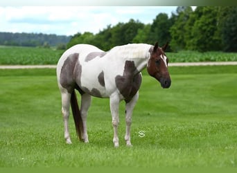 American Quarter Horse, Merrie, 6 Jaar, 152 cm, Tobiano-alle-kleuren