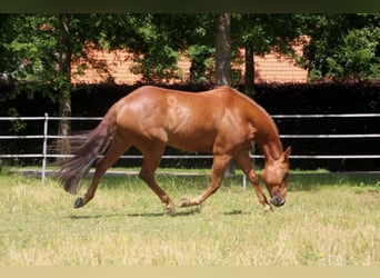 American Quarter Horse, Merrie, 6 Jaar, 152 cm, Vos