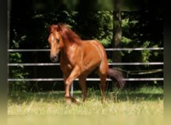 American Quarter Horse, Merrie, 6 Jaar, 152 cm, Vos